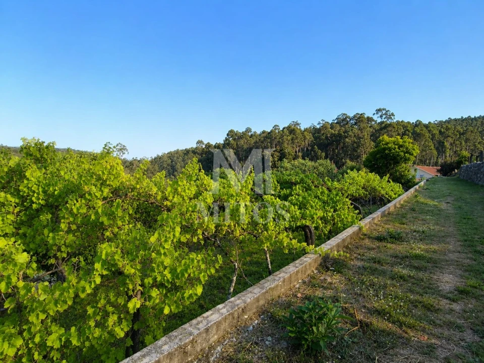 Terreno para Venda em Subportela, Deocriste e Portela Susã Foto 13