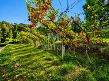 Terreno para Venda em Subportela, Deocriste e Portela Susã