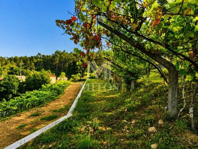 Terreno para Venda em Subportela, Deocriste e Portela Susã Foto 7