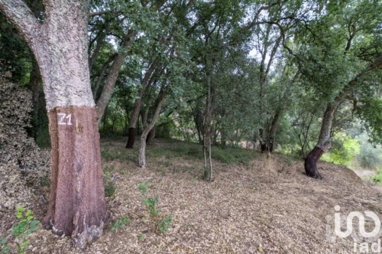 Moradia para Venda em São João Baptista e Santa Maria dos Olivais Foto 16