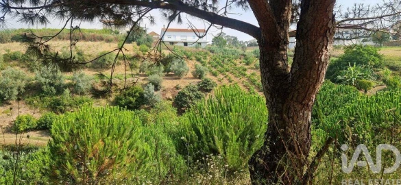 Terreno para Venda em Azueira e Sobral da Abelheira