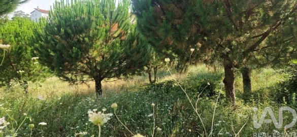 Terreno para Venda em Azueira e Sobral da Abelheira