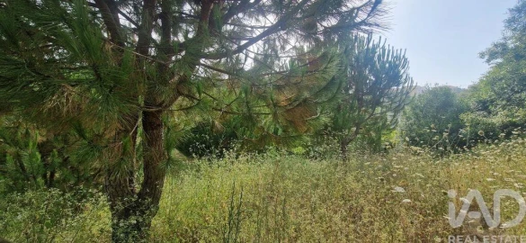 Terreno para Venda em Azueira e Sobral da Abelheira