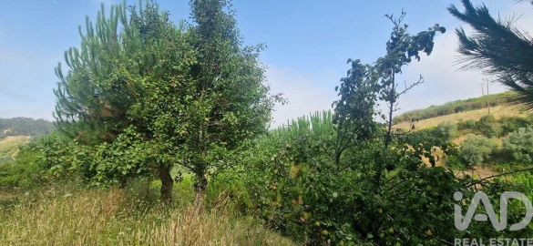Terreno para Venda em Azueira e Sobral da Abelheira