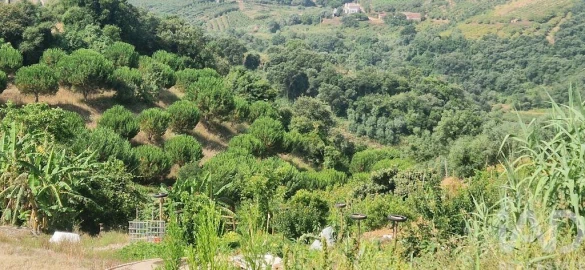 Terreno para Venda em Azueira e Sobral da Abelheira