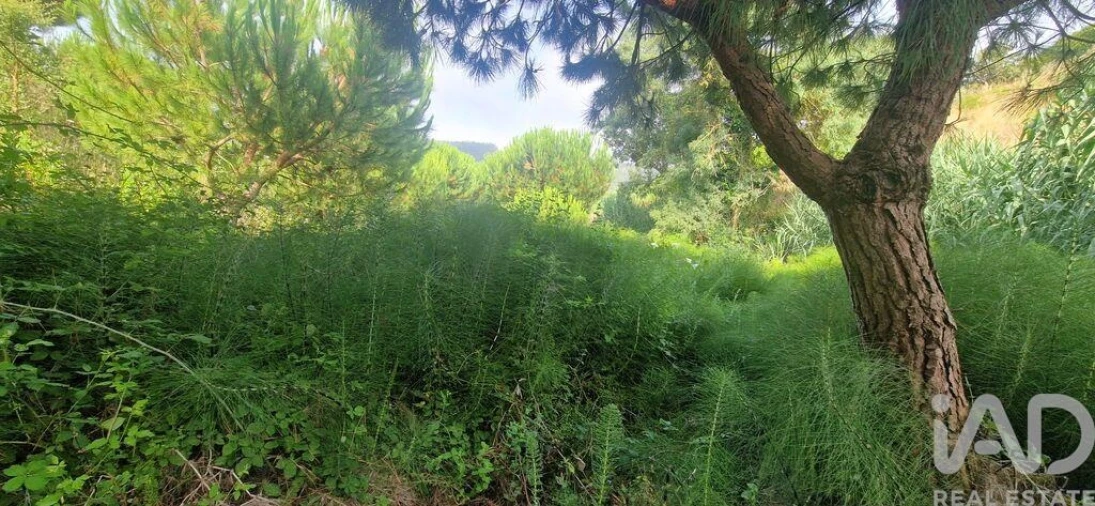 Terreno para Venda em Azueira e Sobral da Abelheira Foto 2