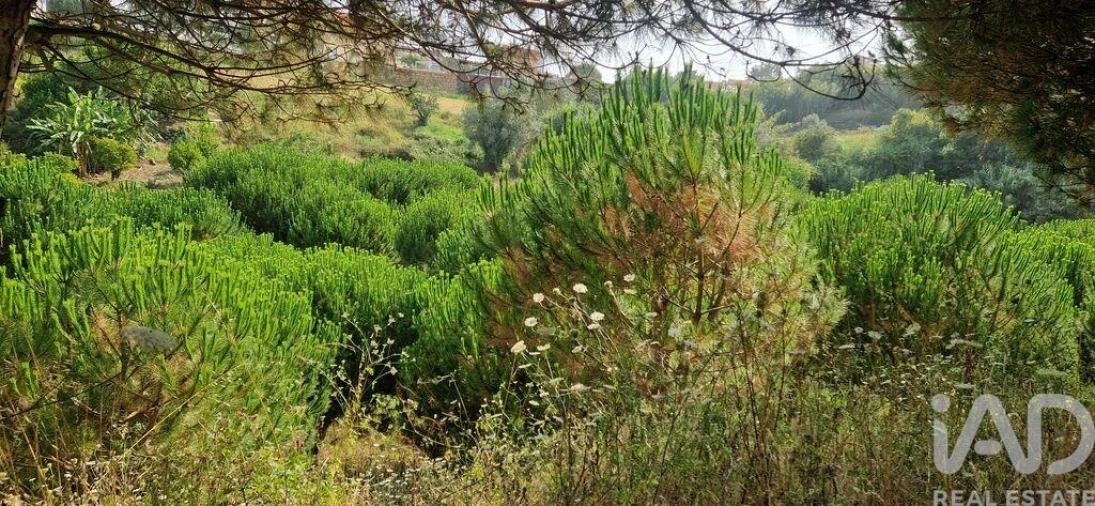 Terreno para Venda em Azueira e Sobral da Abelheira Foto 31