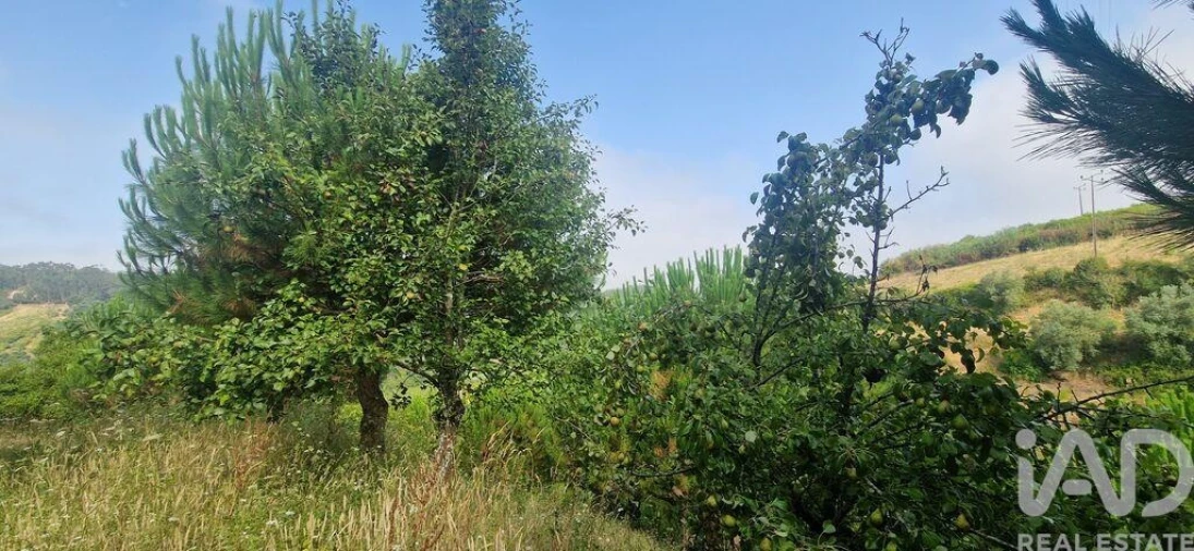 Terreno para Venda em Azueira e Sobral da Abelheira Foto 21