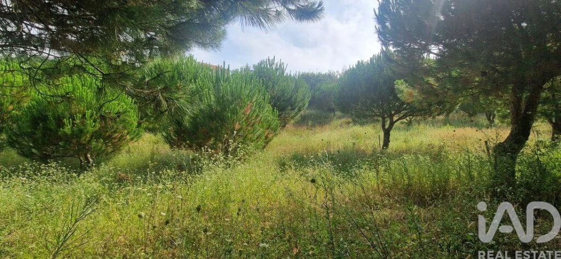 Terreno para Venda em Azueira e Sobral da Abelheira Foto 14