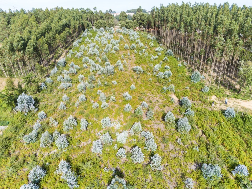 Terreno para Venda em Nogueira da Regedoura Foto 1
