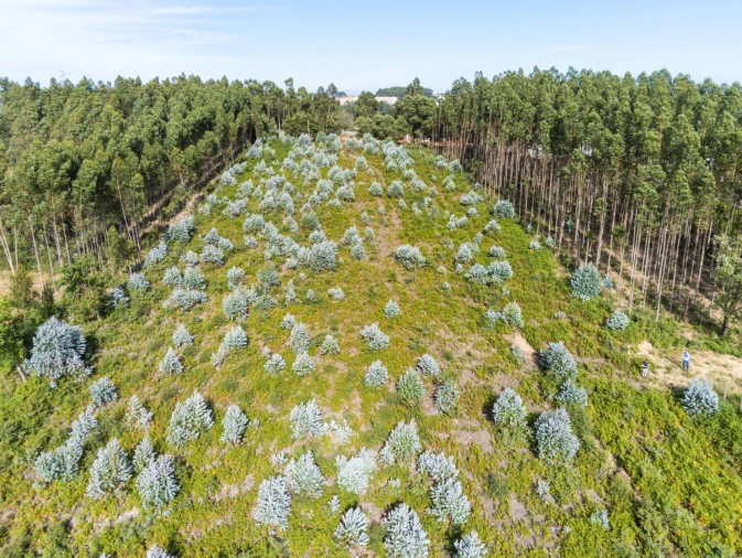 Terreno para Venda em Nogueira da Regedoura Foto 14