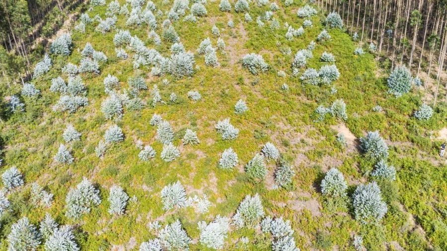 Terreno para Venda em Nogueira da Regedoura