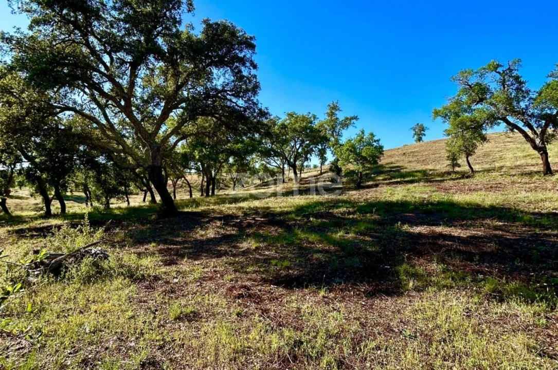 Terreno para Venda em Santiago do Cacém, Santa Cruz e São Bartolomeu da Serra Foto 8