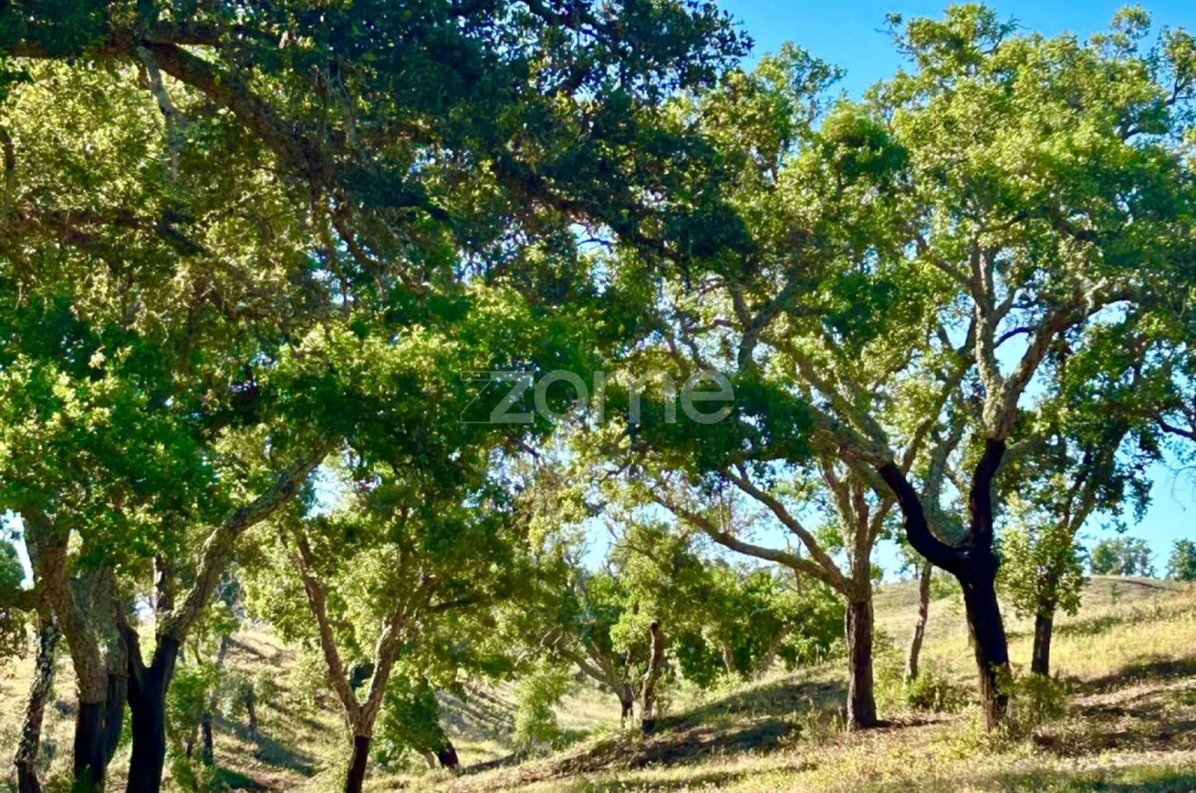 Terreno para Venda em Santiago do Cacém, Santa Cruz e São Bartolomeu da Serra Foto 9