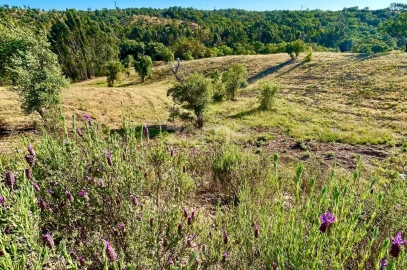 Terreno para Venda em Santiago do Cacém, Santa Cruz e São Bartolomeu da Serra