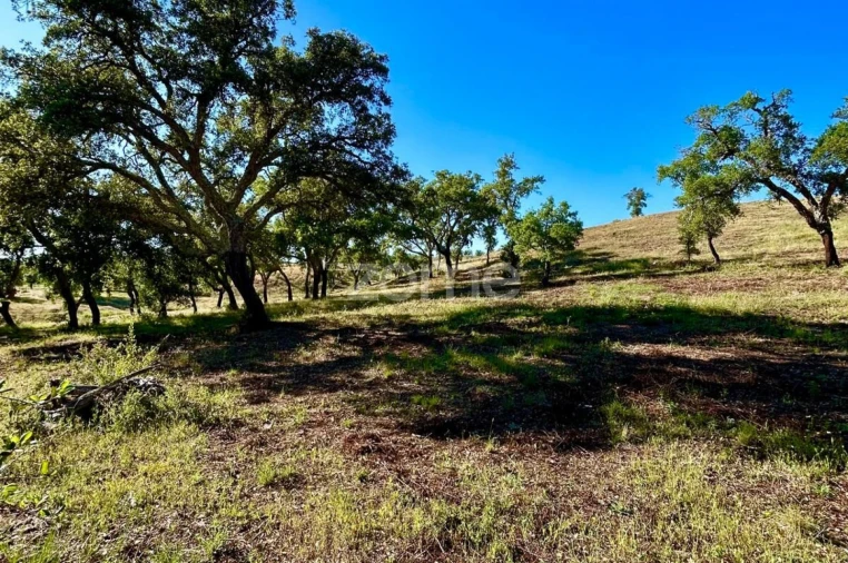 Terreno para Venda em Santiago do Cacém, Santa Cruz e São Bartolomeu da Serra Foto 8