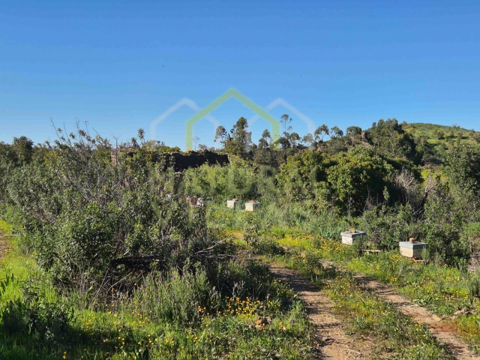 Terreno Misto para Venda em Salir Foto 8
