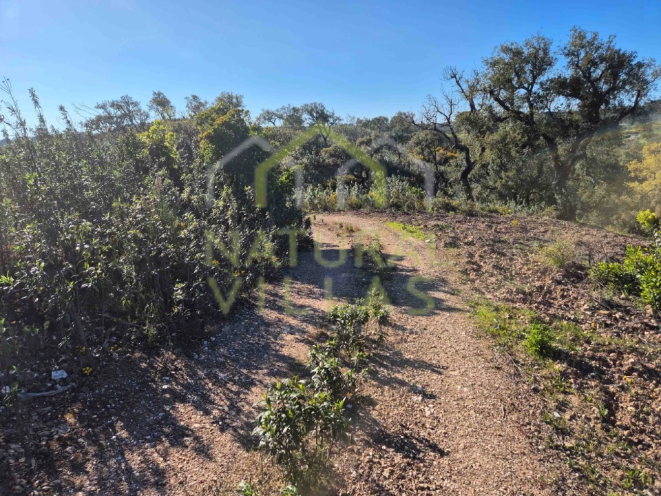 Terreno Misto para Venda em Salir Foto 12