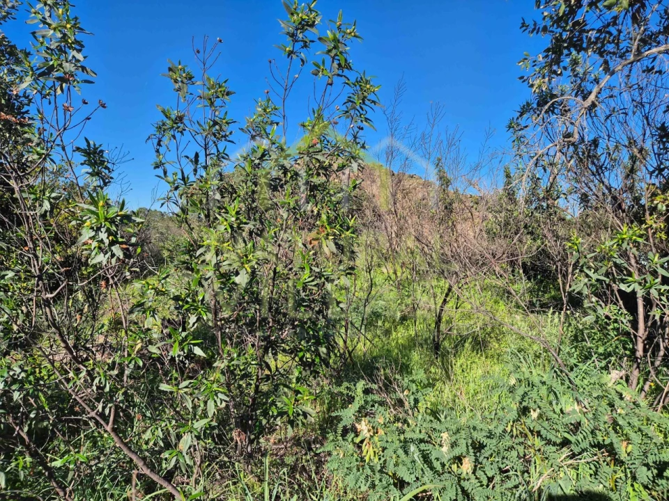Terreno Misto para Venda em Salir Foto 13
