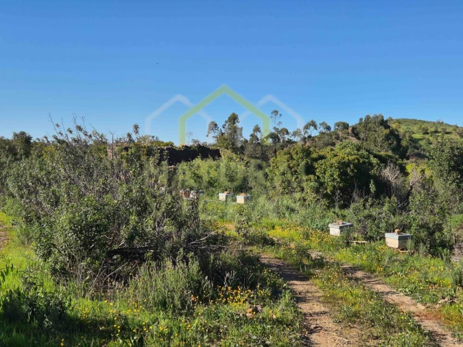 Terreno Misto para Venda em Salir Foto 8