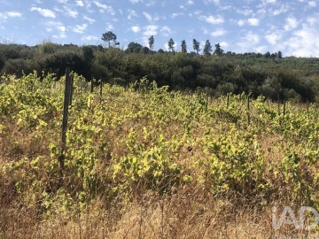 Terreno para Venda em Poiares