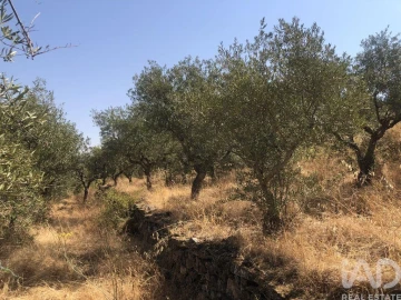 Terreno para Venda em Poiares