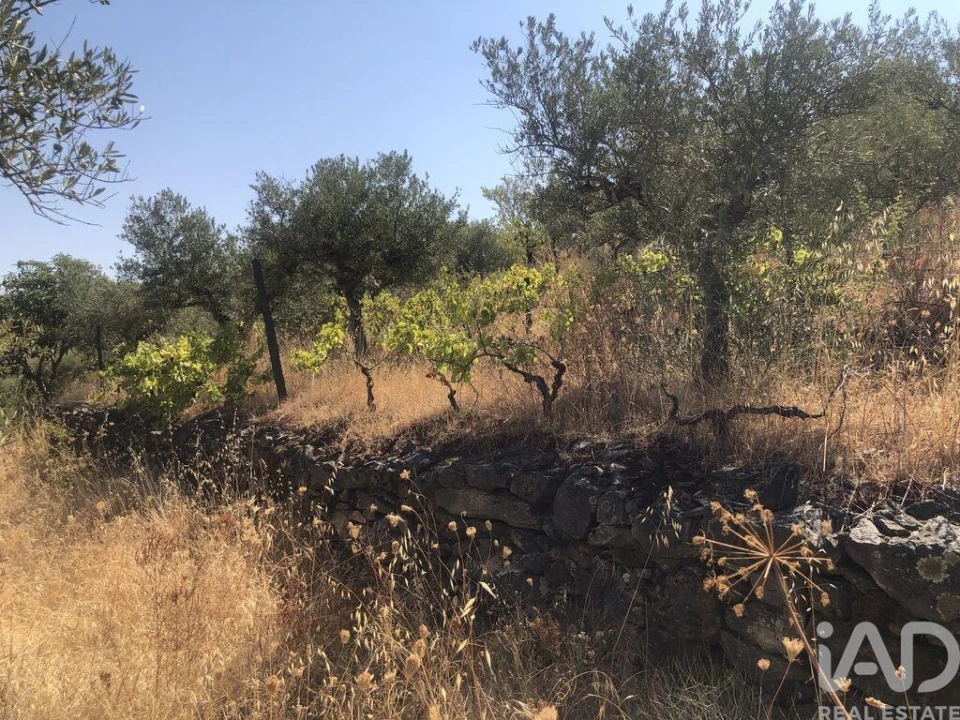 Terreno para Venda em Poiares Foto 24