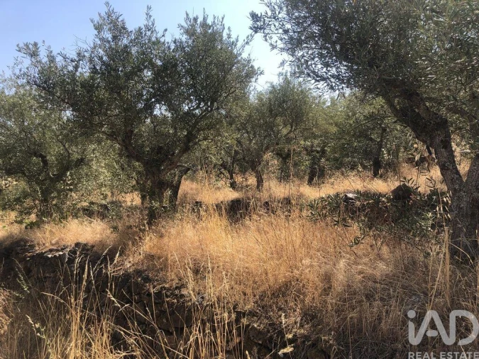 Terreno para Venda em Poiares Foto 26