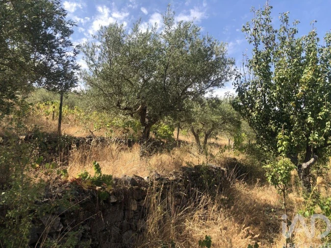 Terreno para Venda em Poiares Foto 25