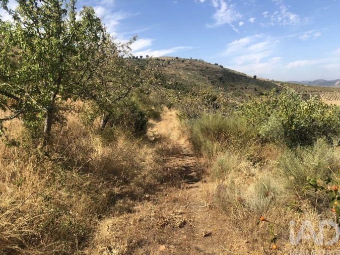 Terreno para Venda em Poiares Foto 12