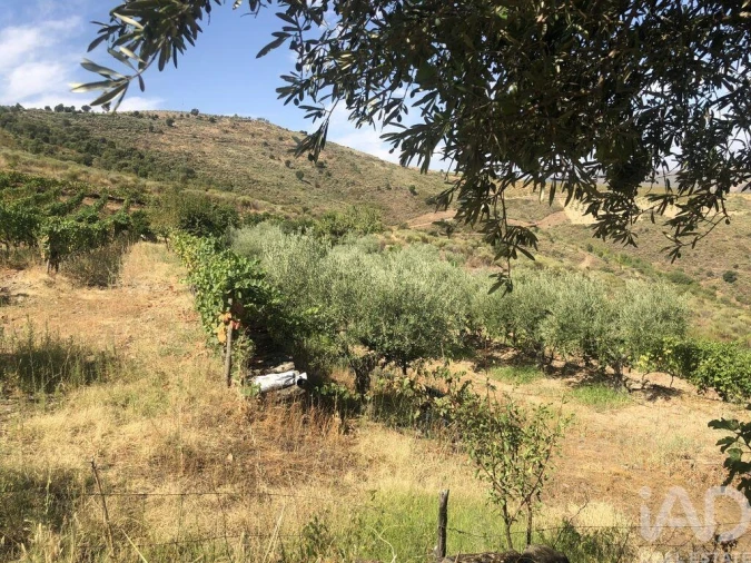 Terreno para Venda em Poiares Foto 17