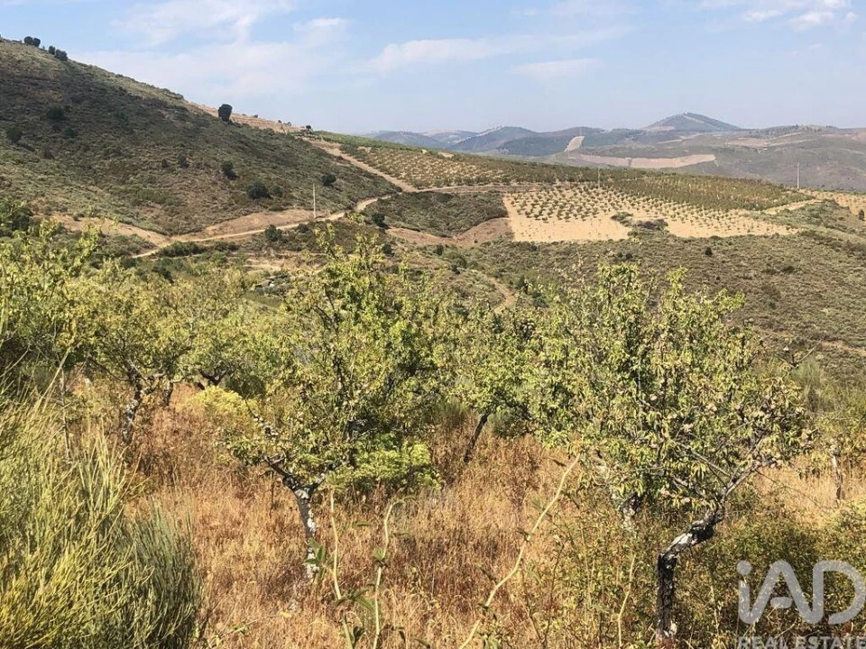 Terreno para Venda em Poiares Foto 10