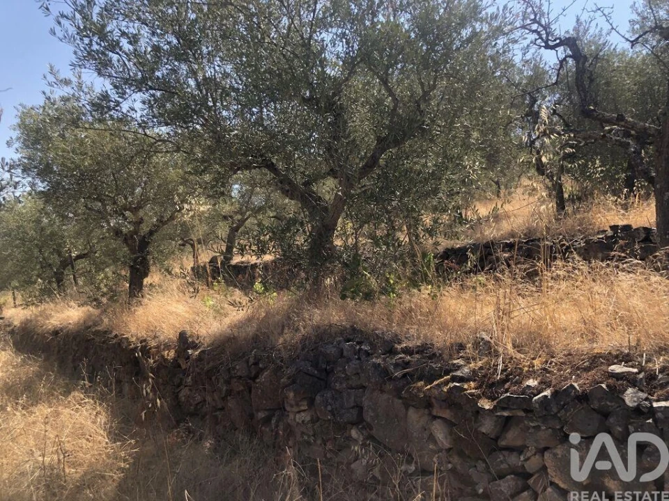 Terreno para Venda em Poiares Foto 23