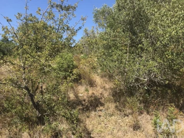 Terreno para Venda em Além da Ribeira e Pedreira