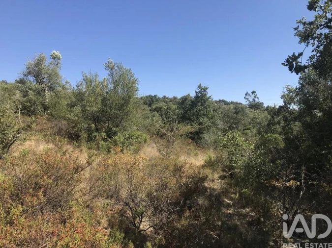 Terreno para Venda em Além da Ribeira e Pedreira Foto 19