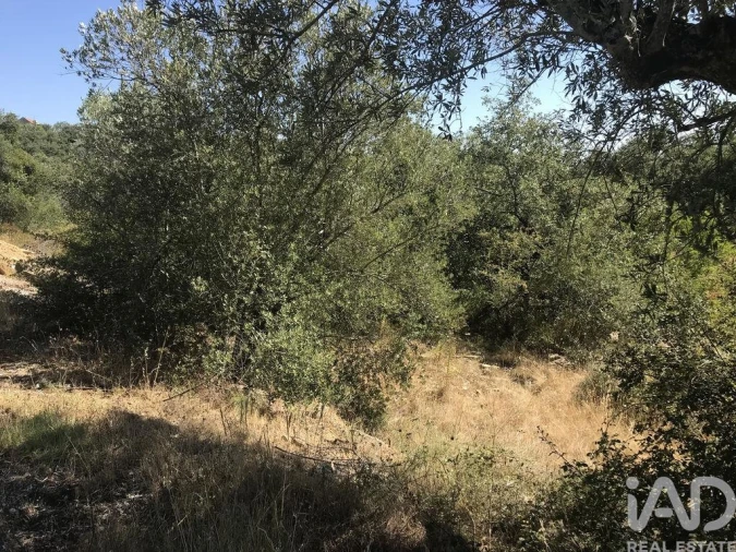 Terreno para Venda em Além da Ribeira e Pedreira Foto 9