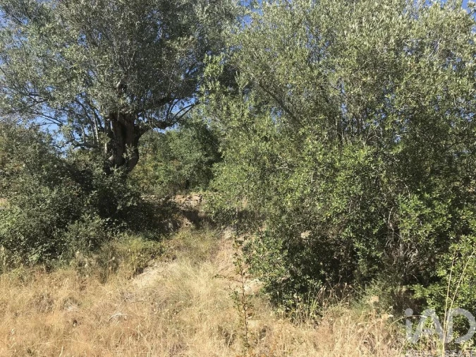 Terreno para Venda em Além da Ribeira e Pedreira Foto 15