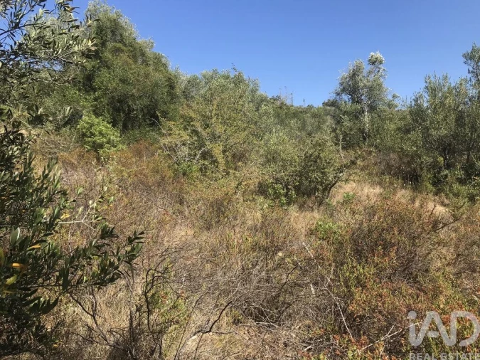 Terreno para Venda em Além da Ribeira e Pedreira Foto 18