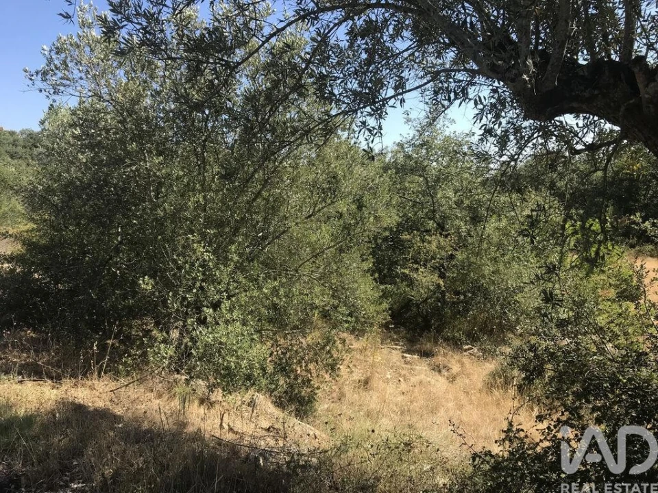 Terreno para Venda em Além da Ribeira e Pedreira Foto 10