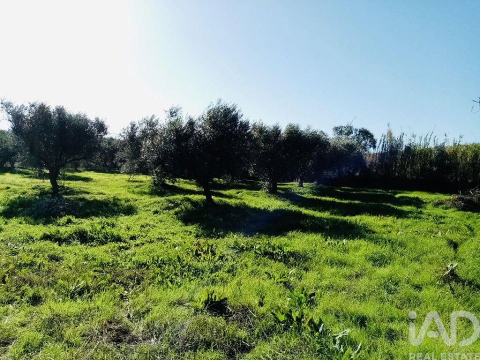 Terreno para Venda em Pedrogão Foto 1