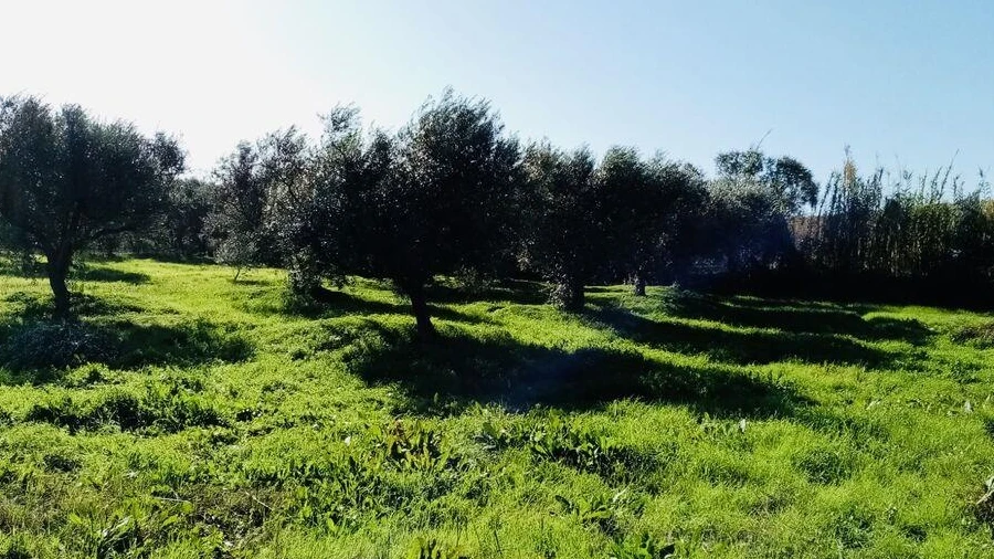 Terreno para Venda em Pedrogão