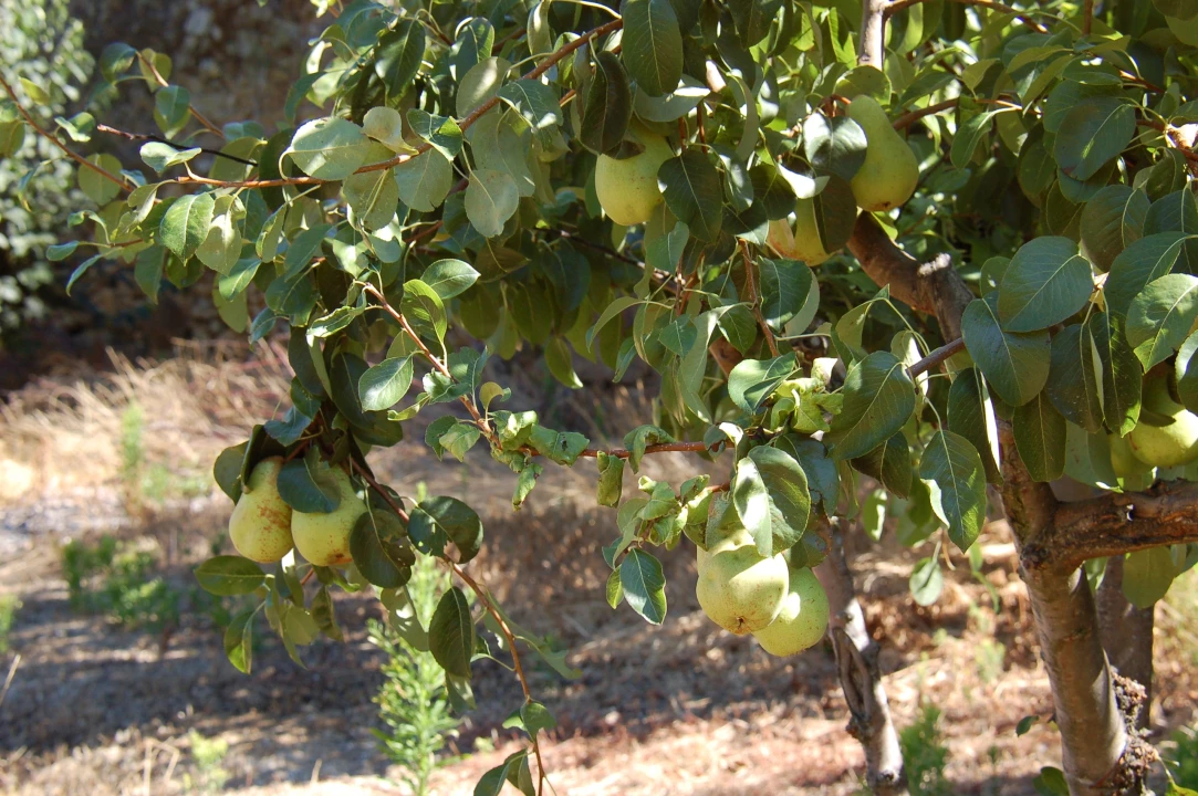 Quinta T11 para Venda em Fontelo Foto 125