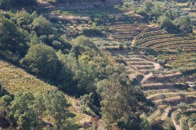 Quinta T11 para Venda em Fontelo