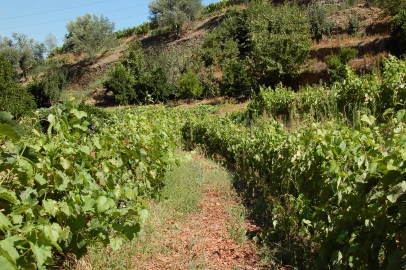 Quinta T11 para Venda em Fontelo