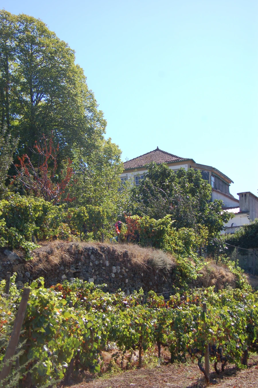 Quinta T11 para Venda em Fontelo Foto 21
