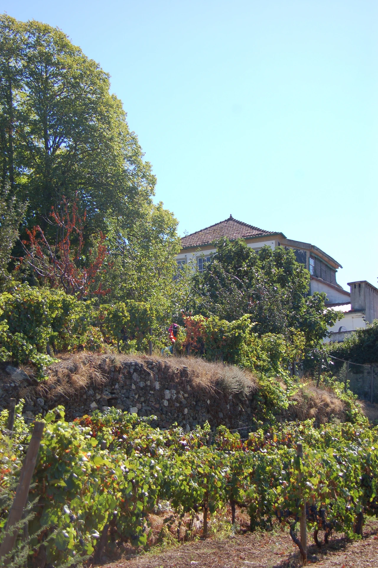Quinta T11 para Venda em Fontelo Foto 21