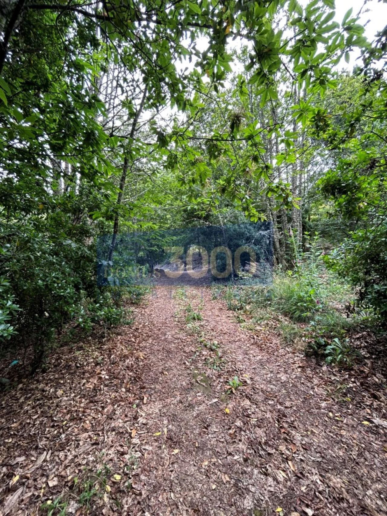 Terreno para Venda em Loureiro Foto 8