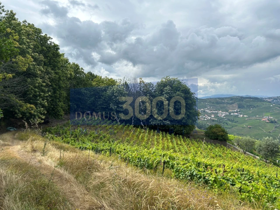 Terreno para Venda em Loureiro Foto 10