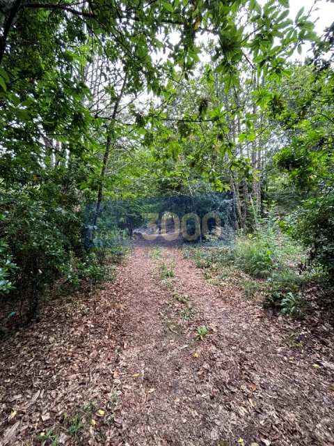 Terreno para Venda em Loureiro