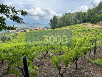 Terreno para Venda em Loureiro